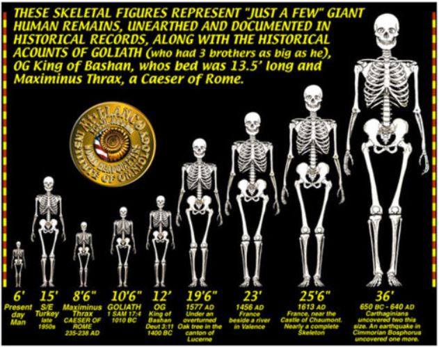 Comparación entre esqueletos de gigantes y un hombre de tamaño normal. 
